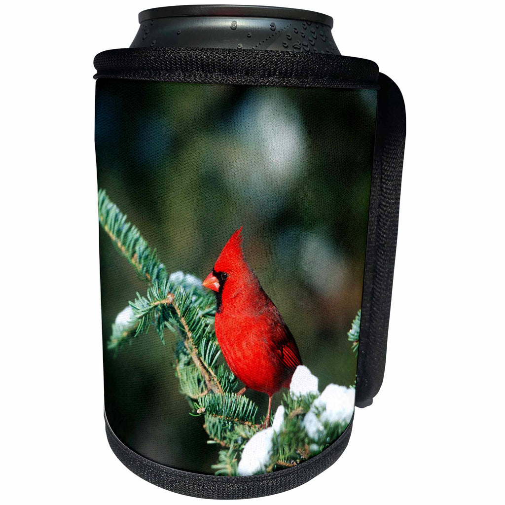 3dRose Danita Delimont - Cardinal - Northern Cardinal male in Fir tree in winter Marion County, Illinois - Can Cooler Bottle Wrap (cc_250943)