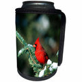 3dRose Danita Delimont - Cardinal - Northern Cardinal male in Fir tree in winter Marion County, Illinois - Can Cooler Bottle Wrap (cc_250943)