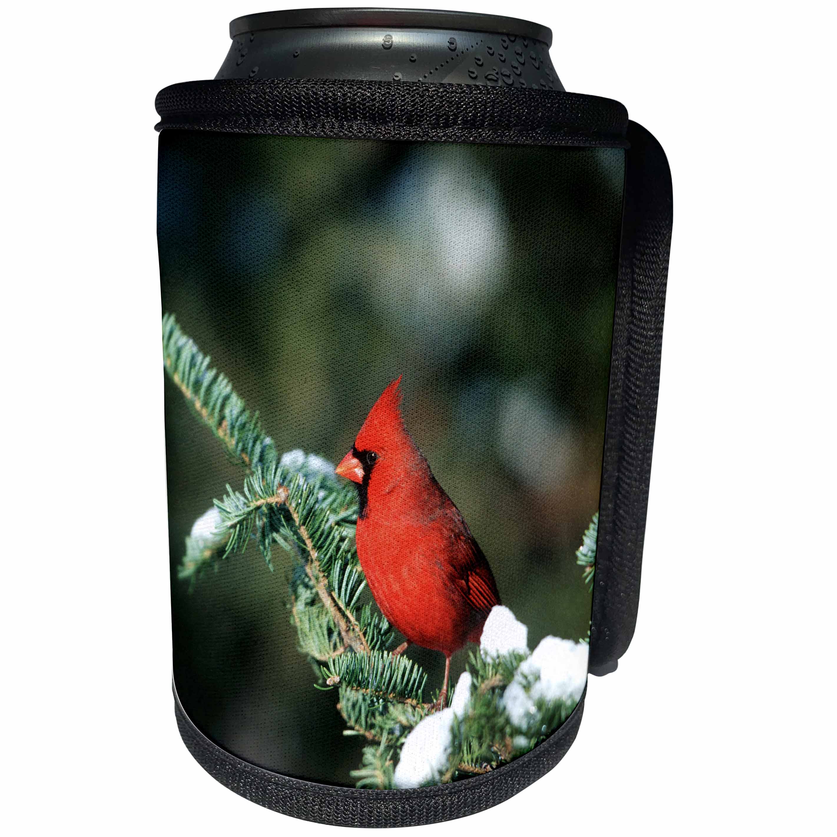 3dRose Danita Delimont - Cardinal - Northern Cardinal male in Fir tree in winter Marion County, Illinois - Can Cooler Bottle Wrap (cc_250943)