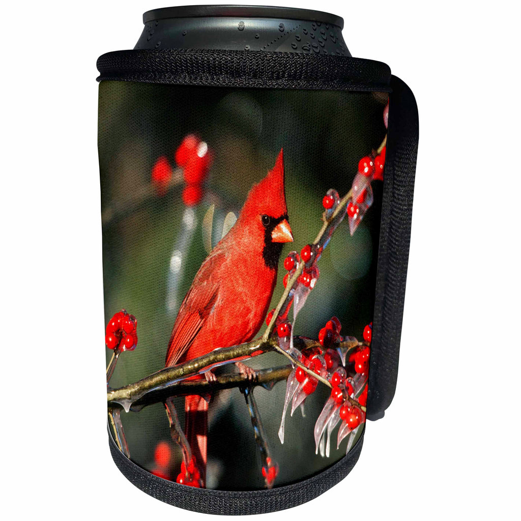 3dRose Danita Delimont - Cardinal - Northern Cardinal male in icy Green Hawthorn tree, Illinois - Can Cooler Bottle Wrap (cc_250944)