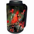 3dRose Danita Delimont - Cardinal - Northern Cardinal male in icy Green Hawthorn tree, Illinois - Can Cooler Bottle Wrap (cc_250944)