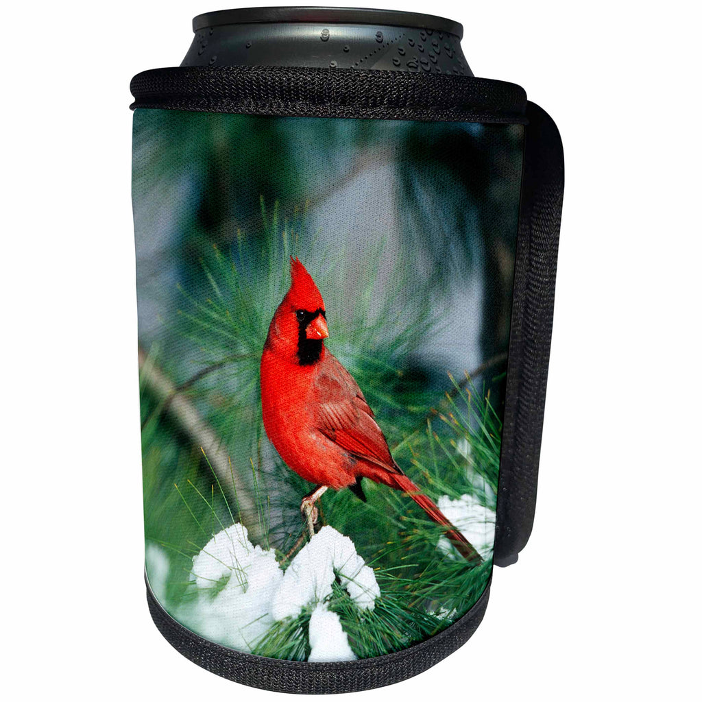 3dRose Danita Delimont - Cardinal - Northern Cardinal male in Pine tree in winter Marion County, Illinois - Can Cooler Bottle Wrap (cc_250946)