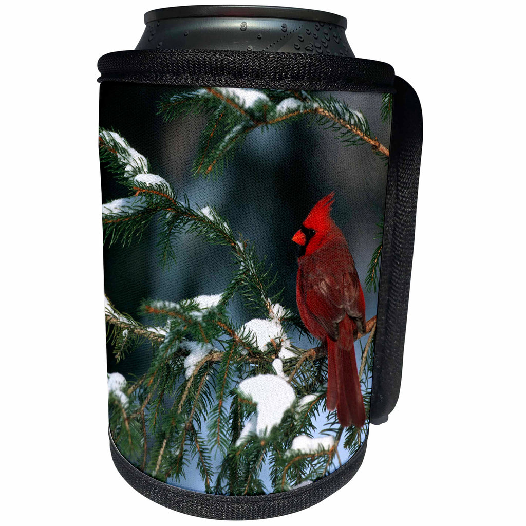 3dRose Danita Delimont - Cardinal - Northern Cardinal male in spruce tree in winter Illinois - Can Cooler Bottle Wrap (cc_250947)