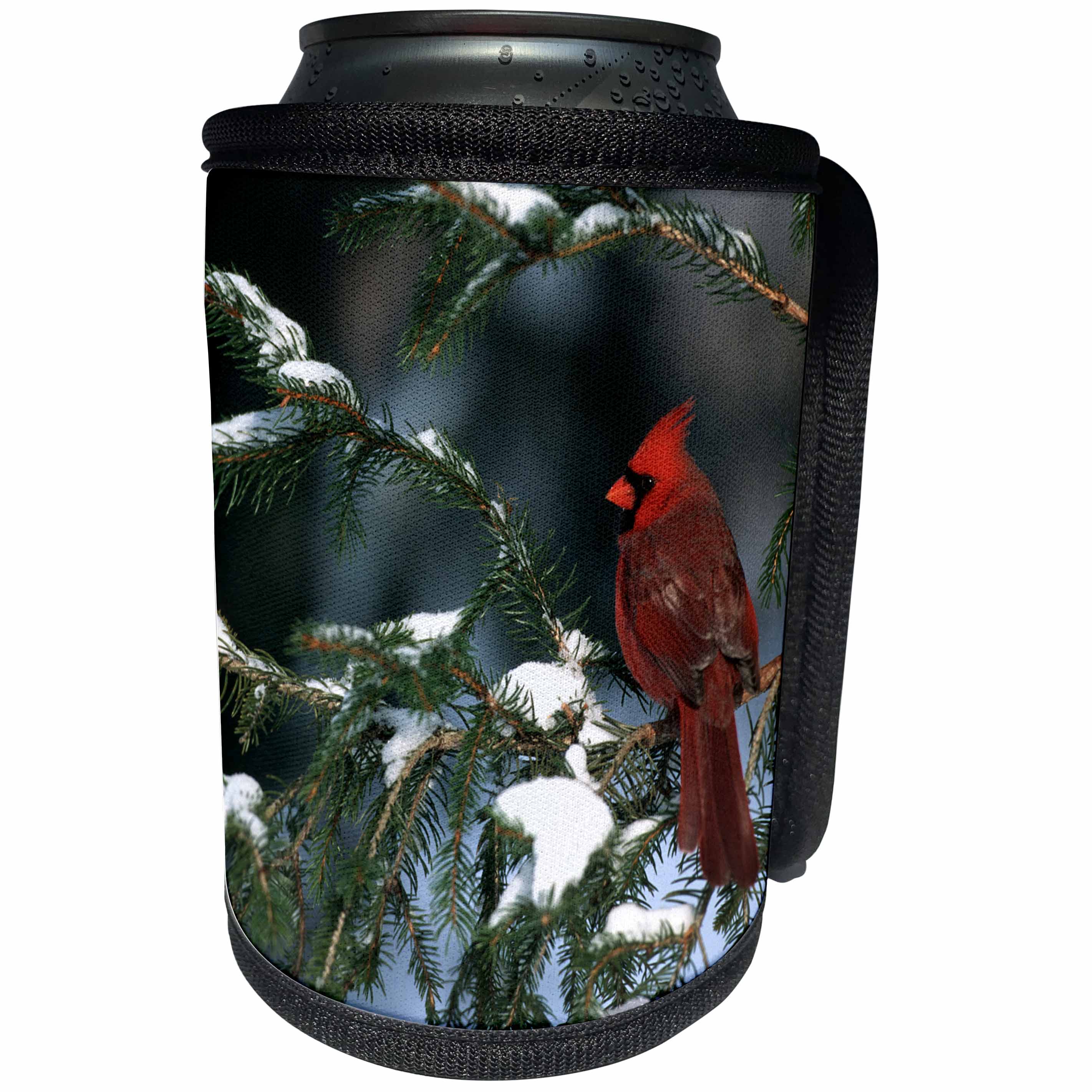 3dRose Danita Delimont - Cardinal - Northern Cardinal male in spruce tree in winter Illinois - Can Cooler Bottle Wrap (cc_250947)