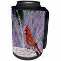 3dRose Danita Delimont - Cardinal - Northern Cardinal male on fence near Russian Sage, Illinois - Can Cooler Bottle Wrap (cc_250948)
