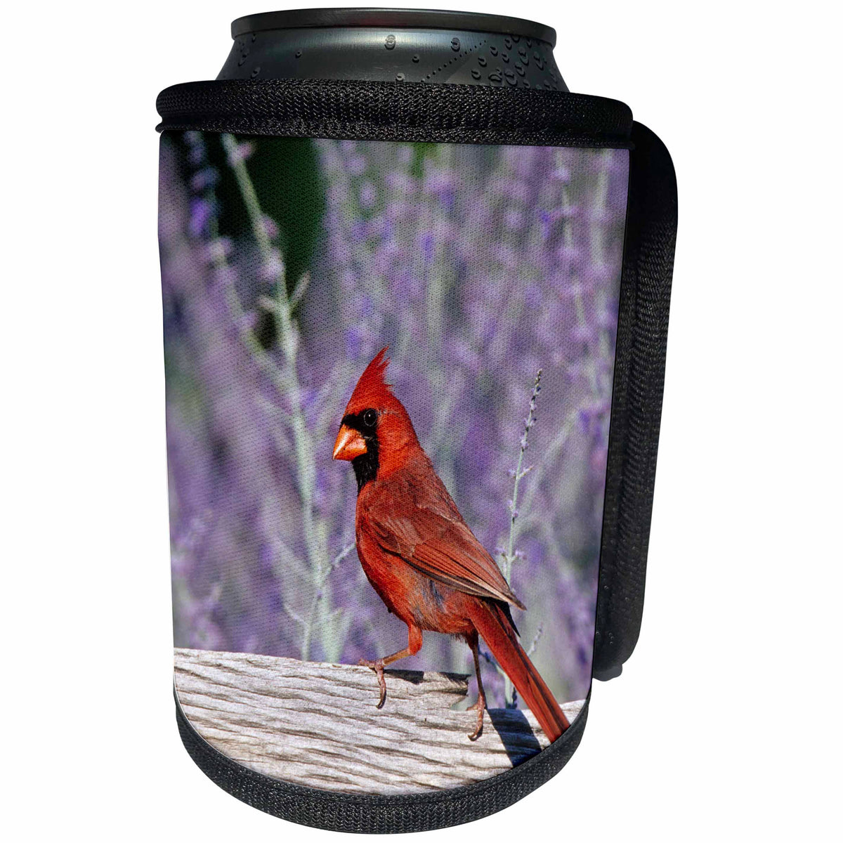 3dRose Danita Delimont - Cardinal - Northern Cardinal male on fence near Russian Sage, Illinois - Can Cooler Bottle Wrap (cc_250948)