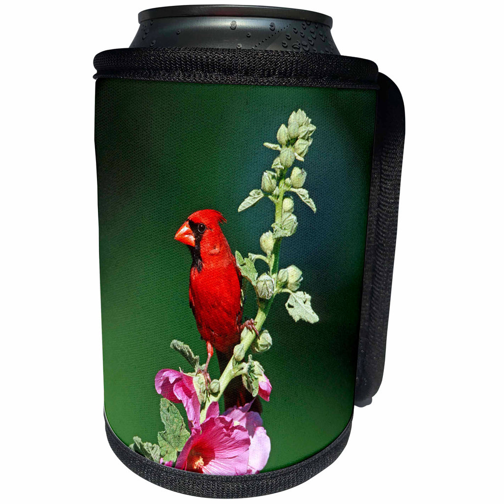 3dRose Danita Delimont - Cardinal - Northern Cardinal male on Hollyhock, Marion County, Illinois - Can Cooler Bottle Wrap (cc_250950)