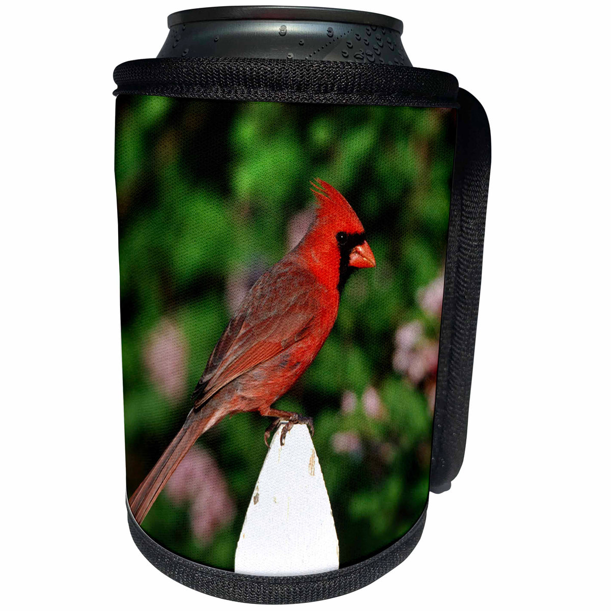3dRose Danita Delimont - Cardinal - Northern Cardinal male on picket fence near Dwarf Korean Lilac - Can Cooler Bottle Wrap (cc_250952)