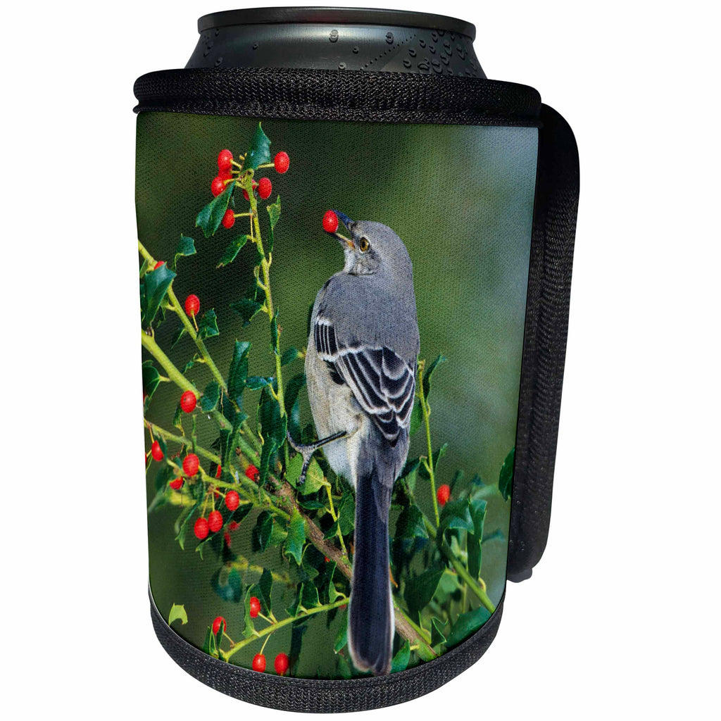 3dRose Danita Delimont - Mockingbird - Northern Mockingbird eating in China Holly, Marion County, Illinois - Can Cooler Bottle Wrap (cc_250954)
