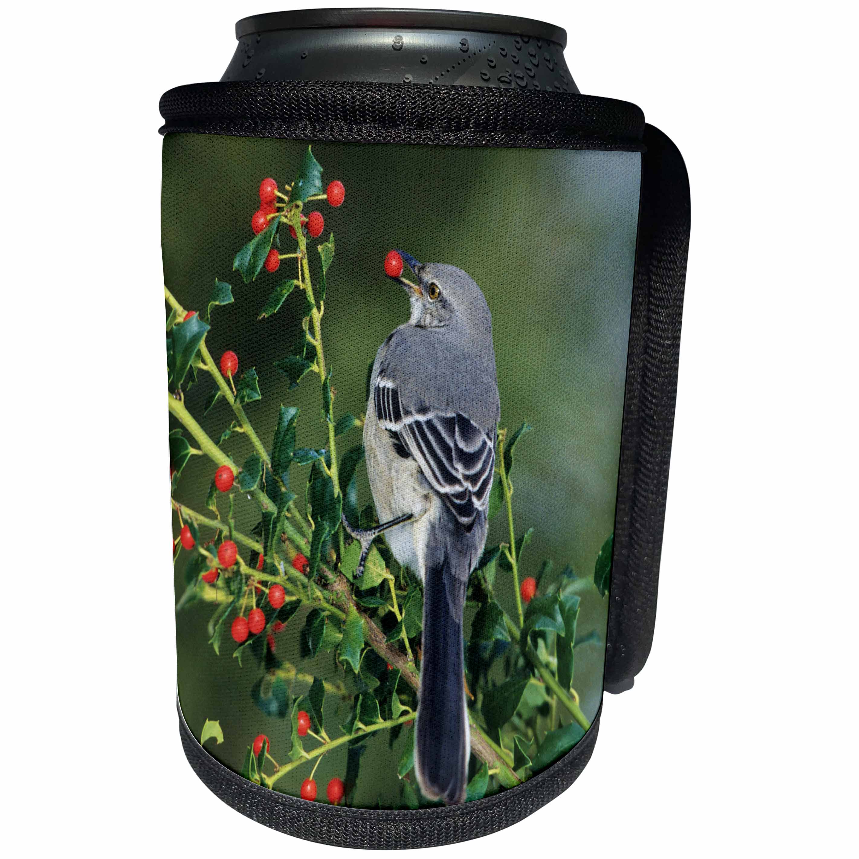 3dRose Danita Delimont - Mockingbird - Northern Mockingbird eating in China Holly, Marion County, Illinois - Can Cooler Bottle Wrap (cc_250954)