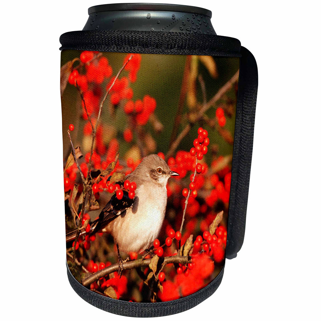 3dRose Danita Delimont - Mockingbird - Northern Mockingbird in Winterberry bush, Marion County, Illinois - Can Cooler Bottle Wrap (cc_250957)