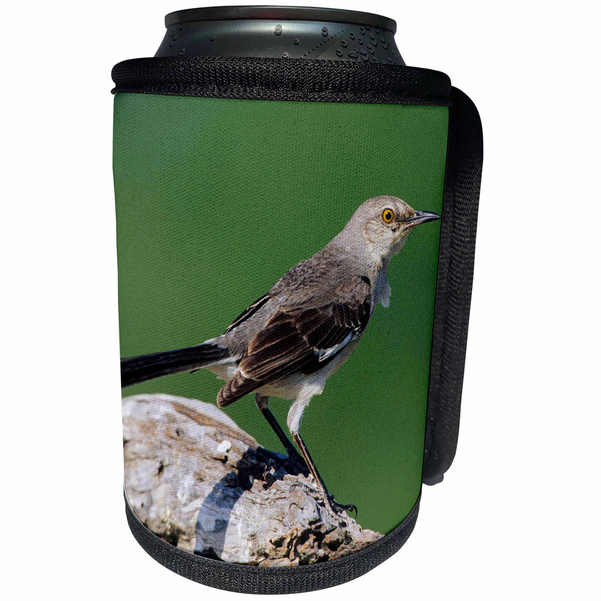 3dRose Danita Delimont - Mockingbird - Northern Mockingbird, Starr County, Texas - Can Cooler Bottle Wrap (cc_250958)