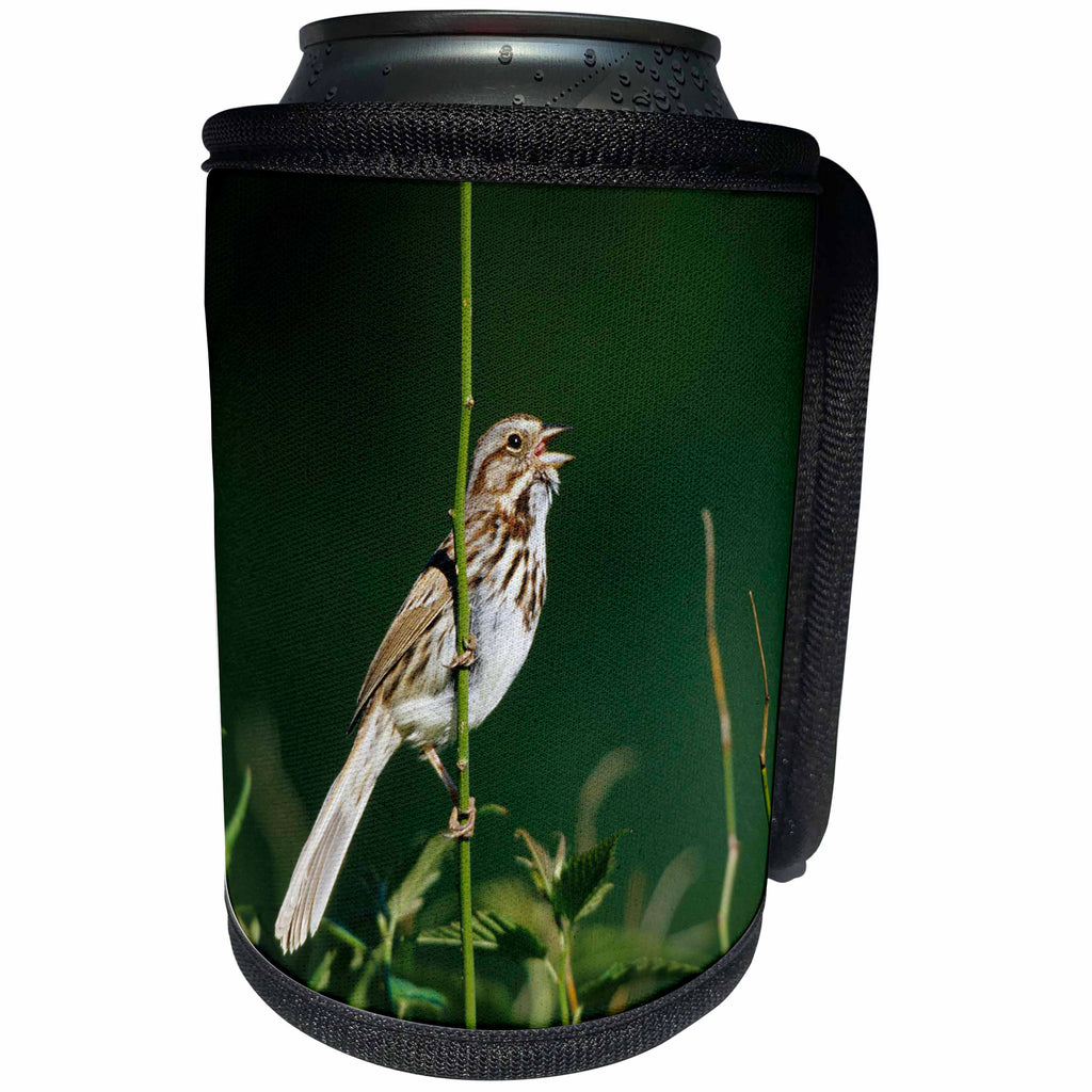 3dRose Danita Delimont - Sparrow - Song Sparrow, Male singing to secure his territory, Illinois - Can Cooler Bottle Wrap (cc_250960)