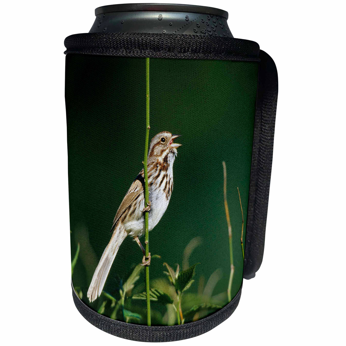 3dRose Danita Delimont - Sparrow - Song Sparrow, Male singing to secure his territory, Illinois - Can Cooler Bottle Wrap (cc_250960)