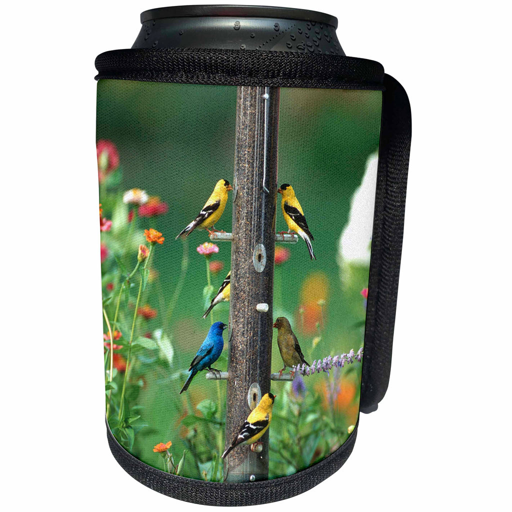 3dRose Danita Delimont - Bunting - Indigo Bunting, American Goldfinches and a House finch on feeder - Can Cooler Bottle Wrap (cc_250962)