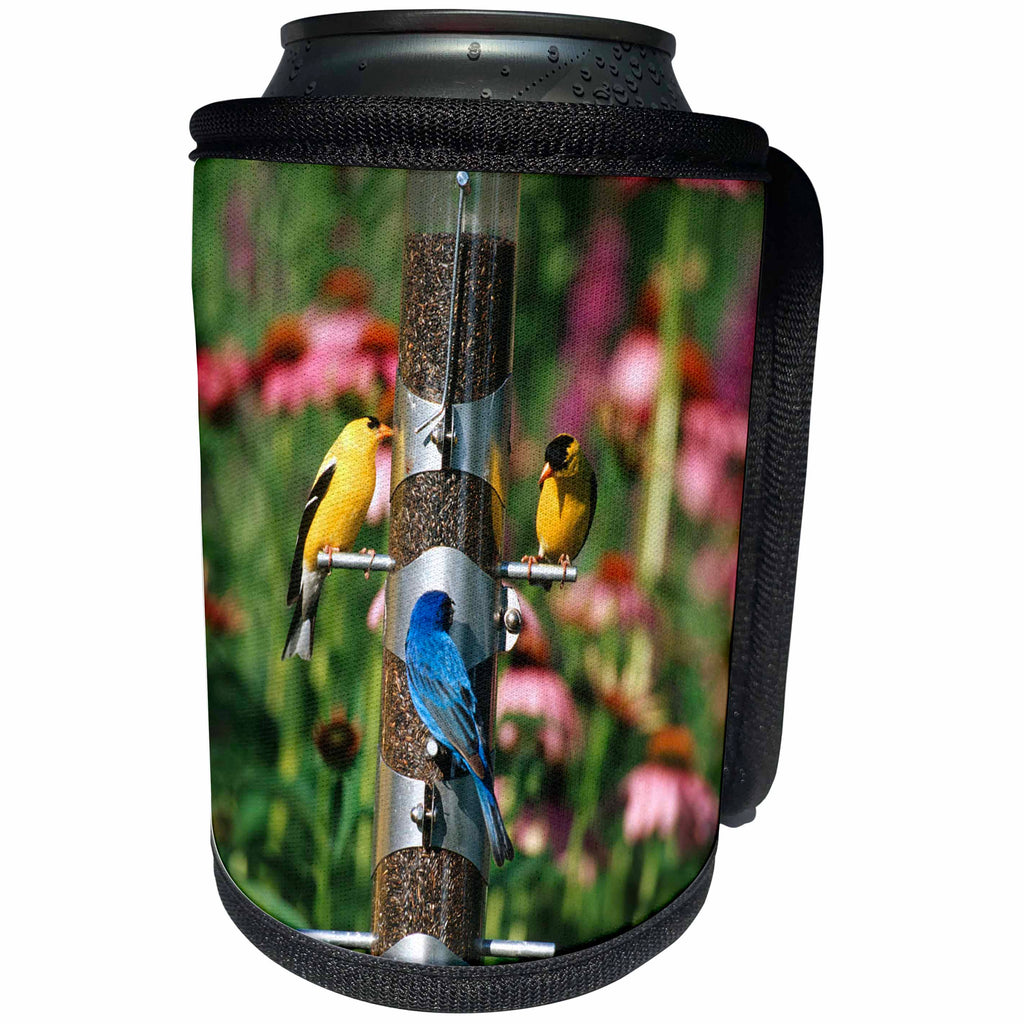 3dRose Danita Delimont - Bunting - American Goldfinches, Indigo Bunting, and Song Sparrow on thistle tube - Can Cooler Bottle Wrap (cc_250964)