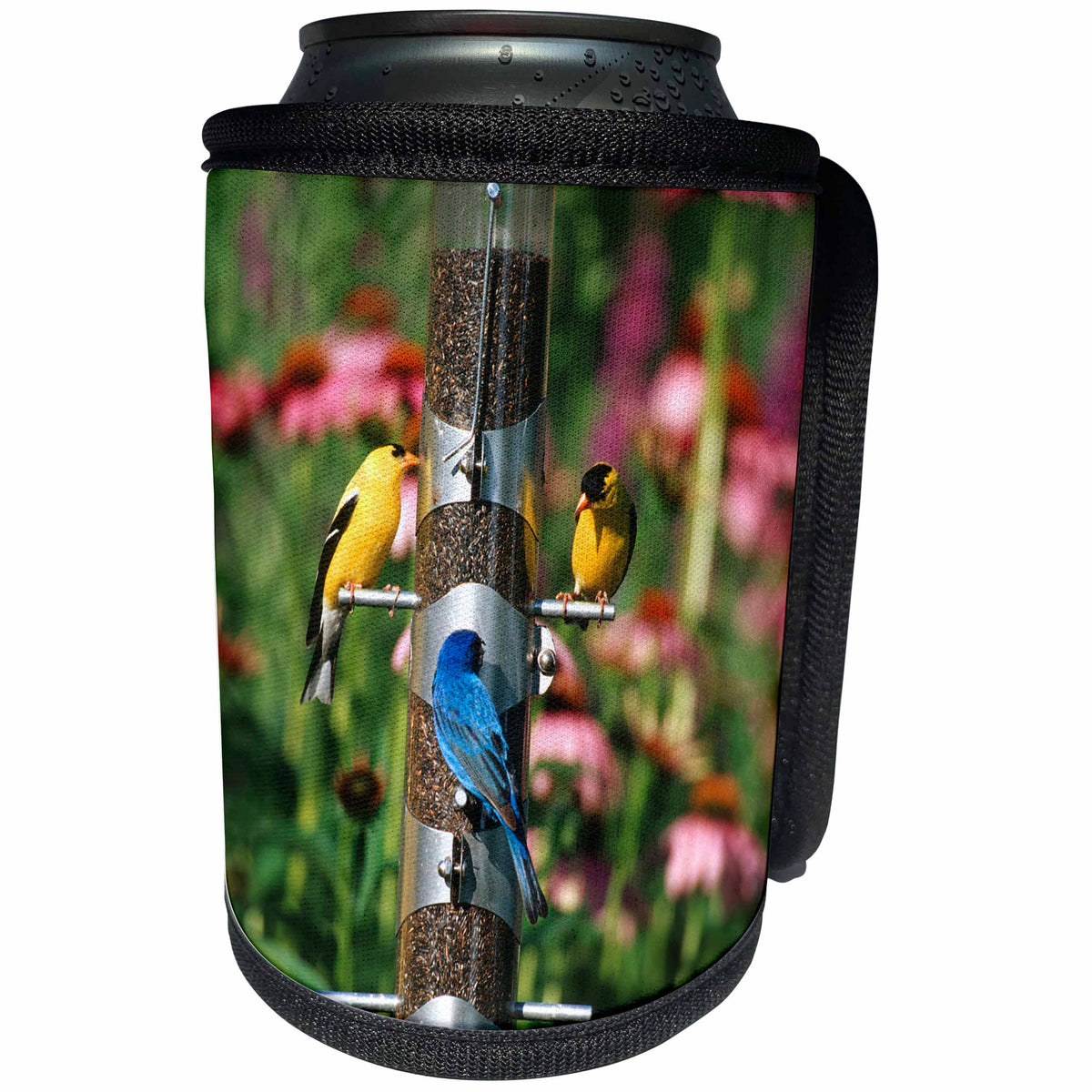 3dRose Danita Delimont - Bunting - American Goldfinches, Indigo Bunting, and Song Sparrow on thistle tube - Can Cooler Bottle Wrap (cc_250964)
