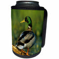 3dRose Danita Delimont - Duck - Mallard male on log in wetland, Marion County, Illinois - Can Cooler Bottle Wrap (cc_250967)