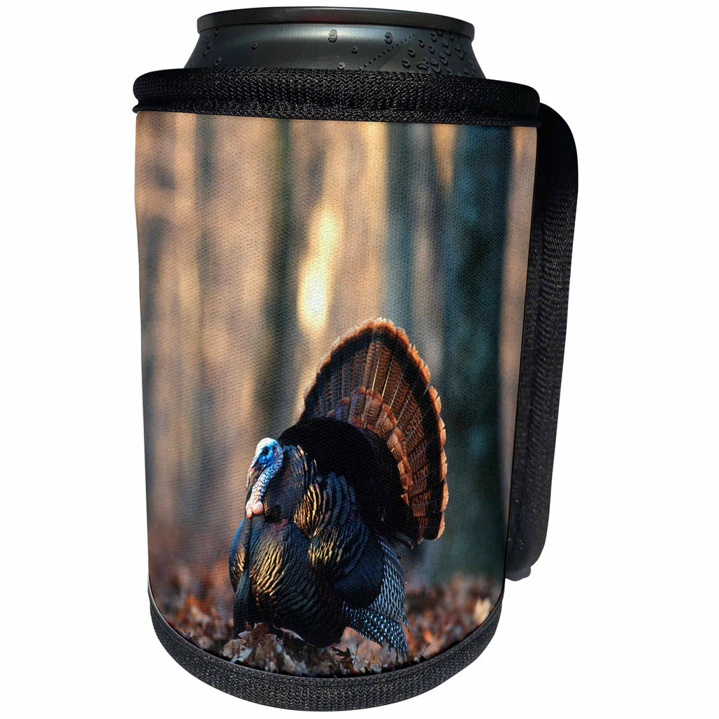 3dRose Danita Delimont - Turkey - Eastern Wild Turkey gobbler, Stephen A. Forbes State Park, Ilinois - Can Cooler Bottle Wrap (cc_250968)