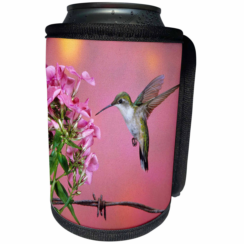 3dRose Danita Delimont - Hummingbird - Ruby-throated Hummingbird female at Garden Phlox - Can Cooler Bottle Wrap (cc_250975)