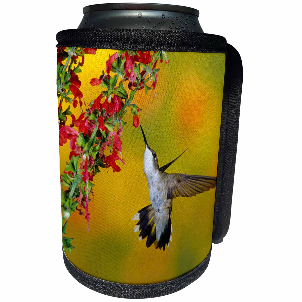 3dRose Danita Delimont - Hummingbird - Ruby-throated Hummingbird female on Lady-in-Red Salvia - Can Cooler Bottle Wrap (cc_250976)