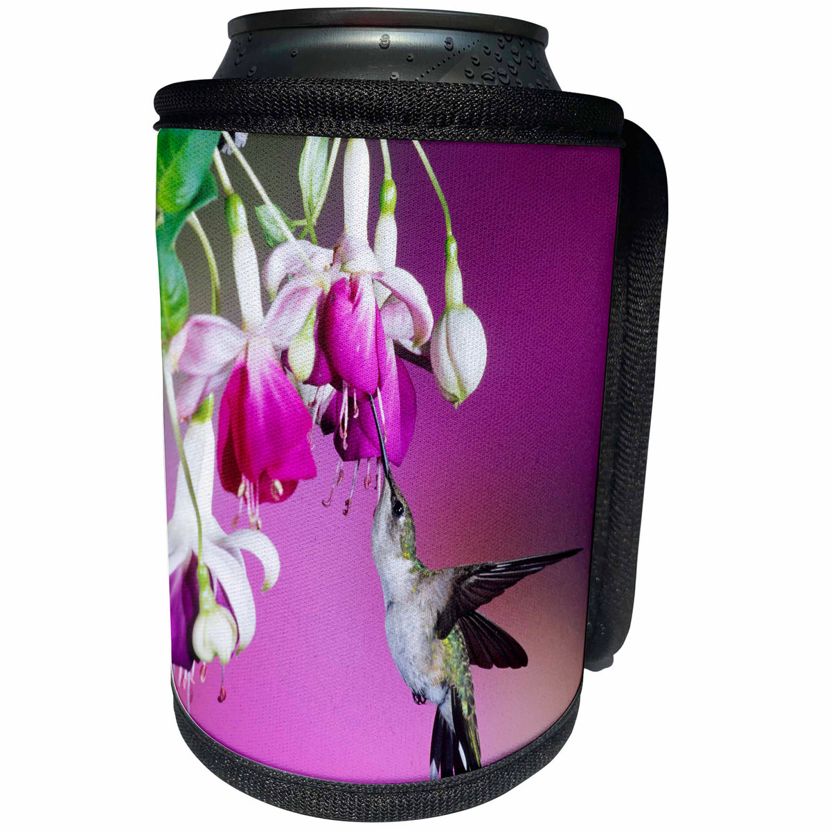3dRose Danita Delimont - Hummingbird - Ruby-throated Hummingbird female at Hybrid Fuchsia. - Can Cooler Bottle Wrap (cc_250977)