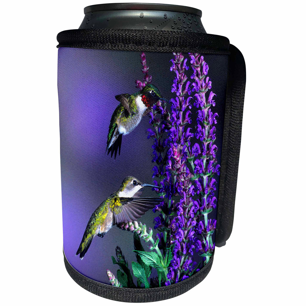 3dRose Danita Delimont - Hummingbird - Ruby-throated Hummingbirds at Lubeca Meadow Sage Salvia - Can Cooler Bottle Wrap (cc_250981)