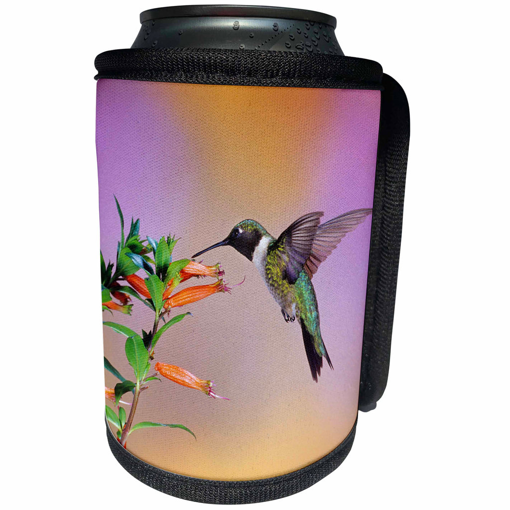 3dRose Danita Delimont - Hummingbird - Ruby-throated Hummingbird male on Cigar Plant, Illinois - Can Cooler Bottle Wrap (cc_250982)
