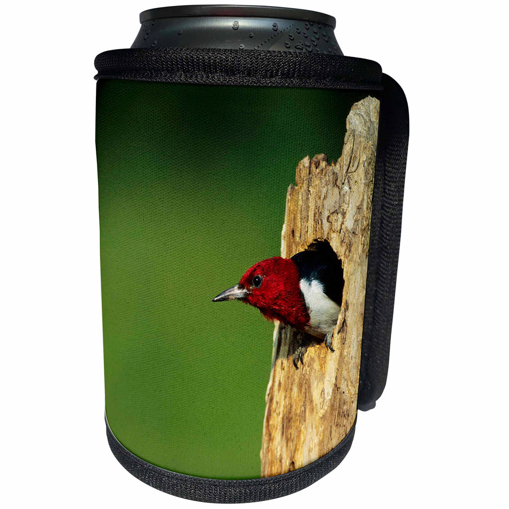 3dRose Danita Delimont - Woodpecker - Red-headed Woodpecker in nest cavity, Illinois - Can Cooler Bottle Wrap (cc_250993)