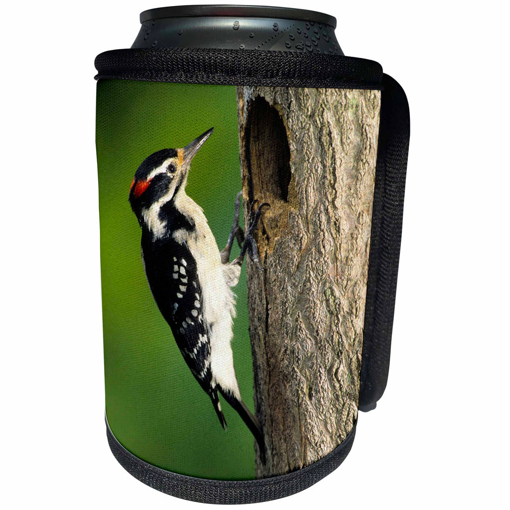 3dRose Danita Delimont - Woodpecker - Hairy Woodpecker male at nest cavity, Marion County, Illinois - Can Cooler Bottle Wrap (cc_250994)