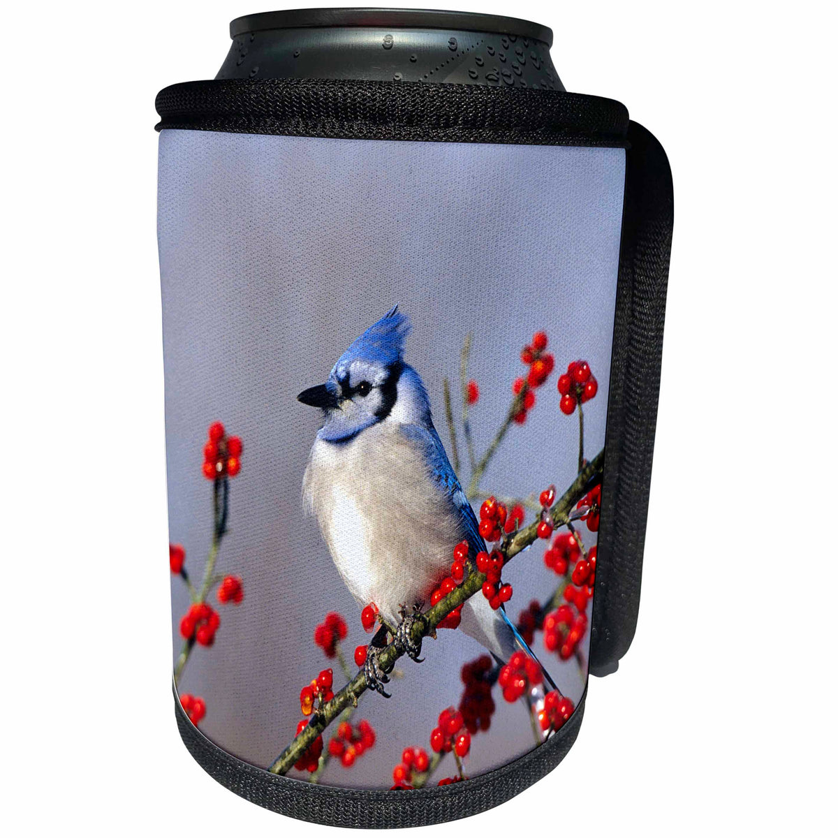 3dRose Danita Delimont - Jay - Blue Jay in icy Green Hawthorn tree, Marion County, Illinois. - Can Cooler Bottle Wrap (cc_250997)