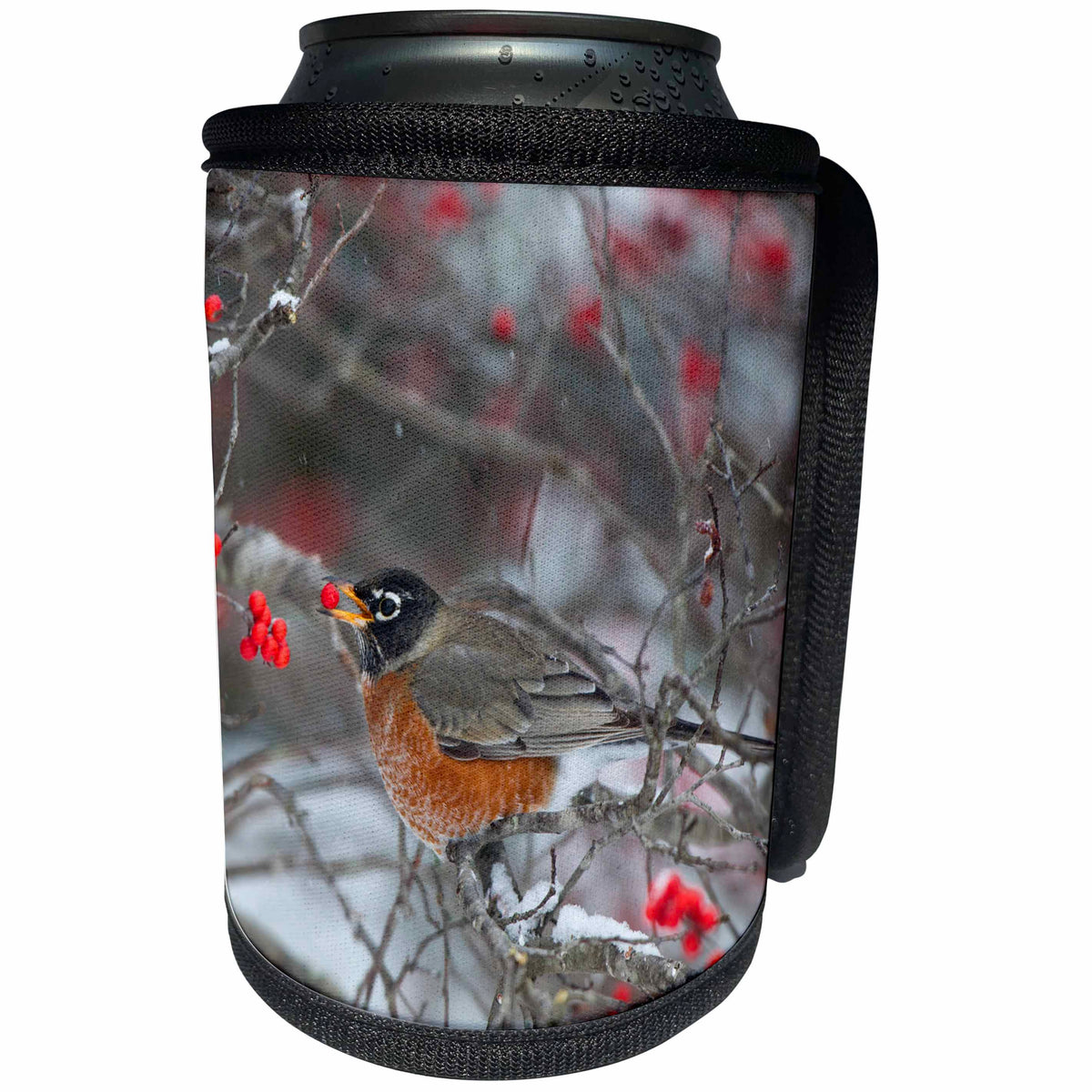 3dRose Danita Delimont - Robin - American Robin eating berry in Common Winterberry bush in winter - Can Cooler Bottle Wrap (cc_251001)
