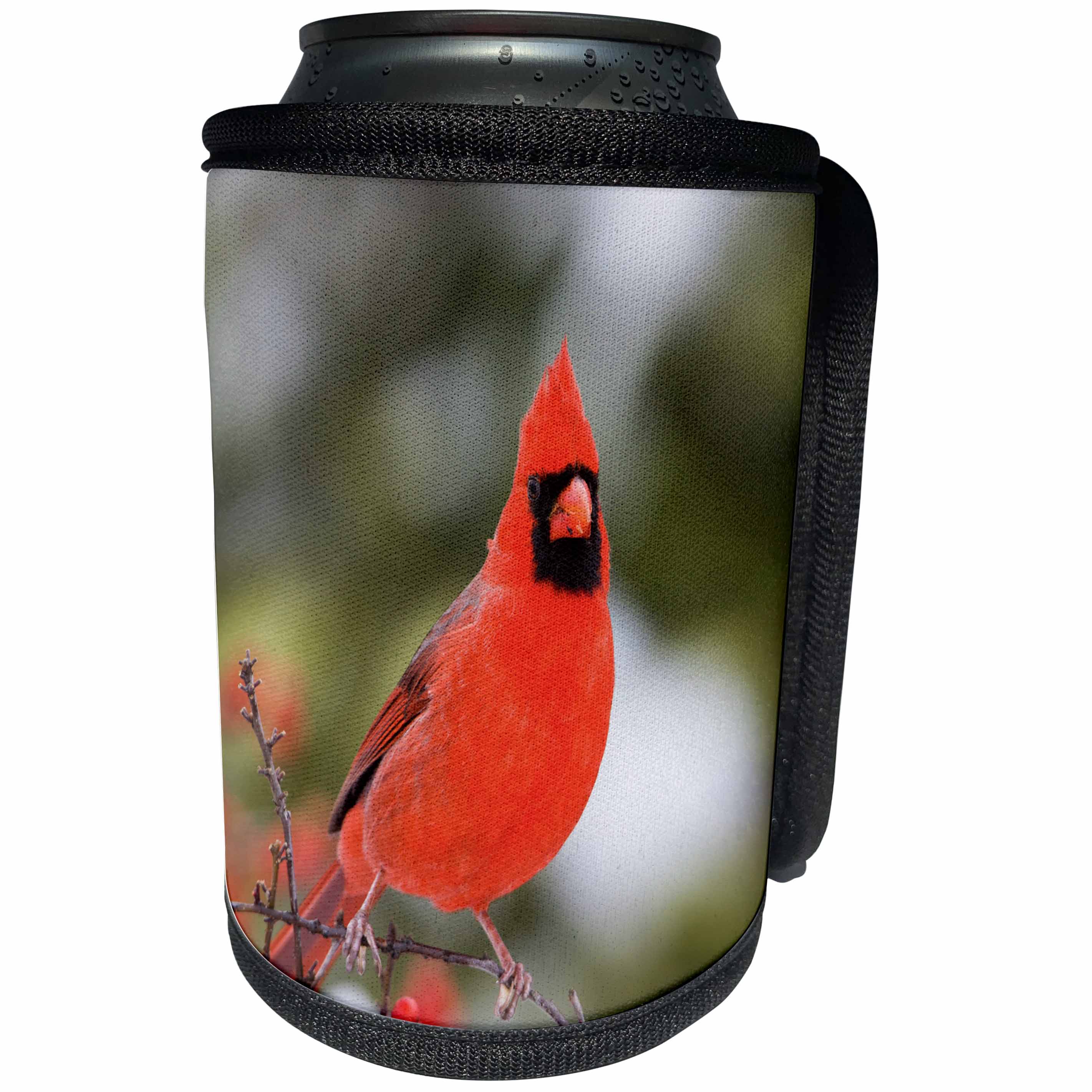 3dRose Danita Delimont - Cardinal - Northern Cardinal male in Common Winterberry bush in winter - Can Cooler Bottle Wrap (cc_251006)