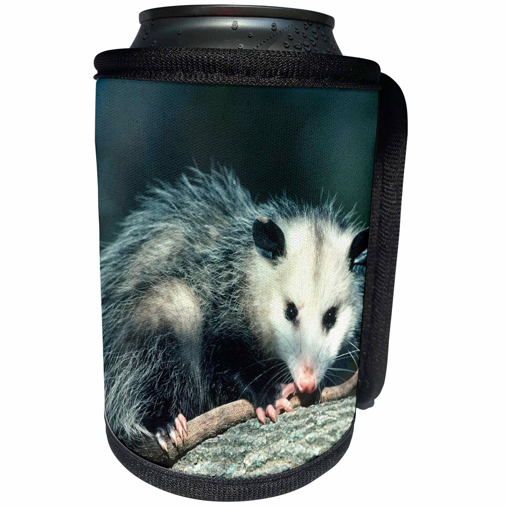 3dRose Danita Delimont - Opossum - Virginia Opossum, Didelphis Virginiana, juvenile in tree, Illinois - Can Cooler Bottle Wrap (cc_251008)