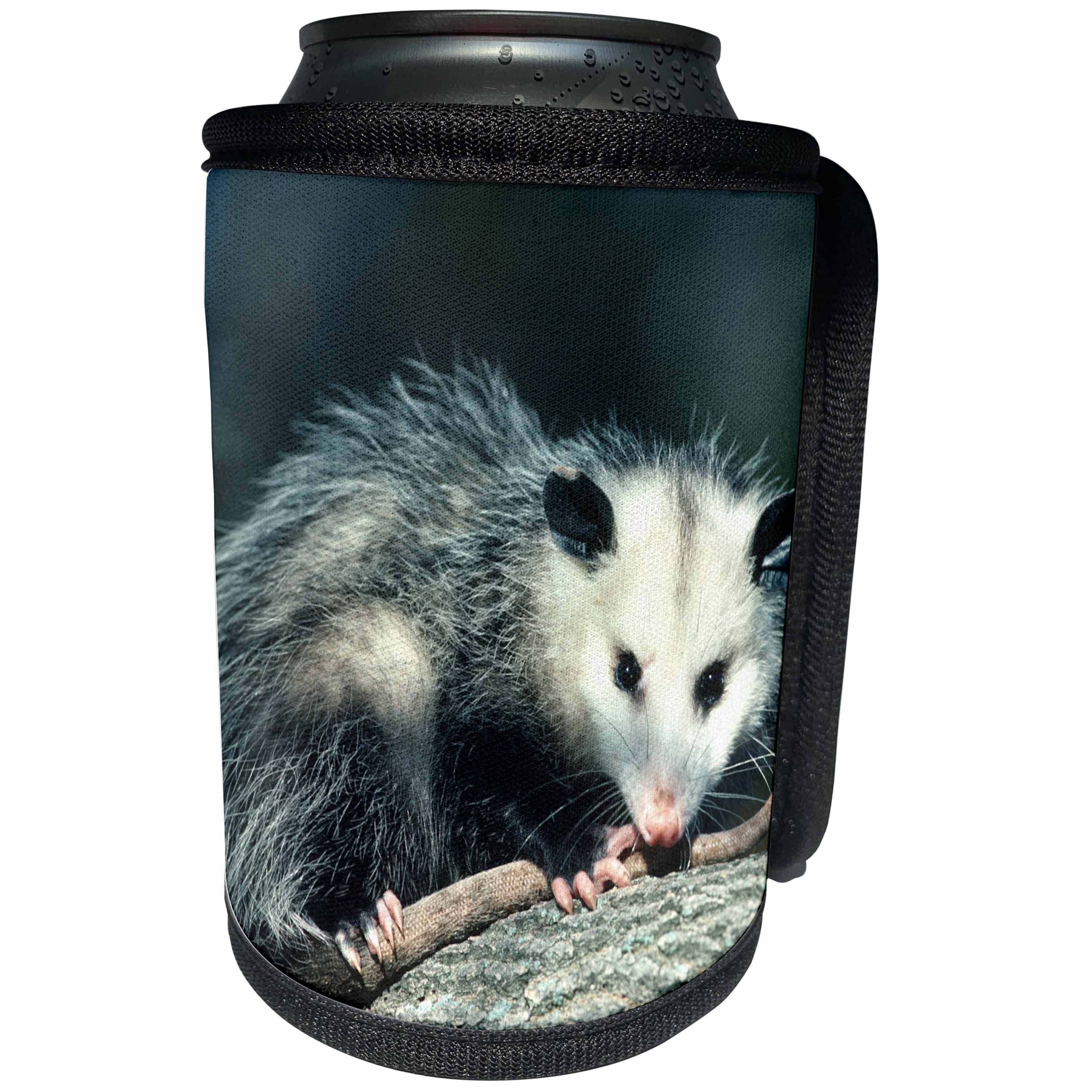 3dRose Danita Delimont - Opossum - Virginia Opossum, Didelphis Virginiana, juvenile in tree, Illinois - Can Cooler Bottle Wrap (cc_251008)