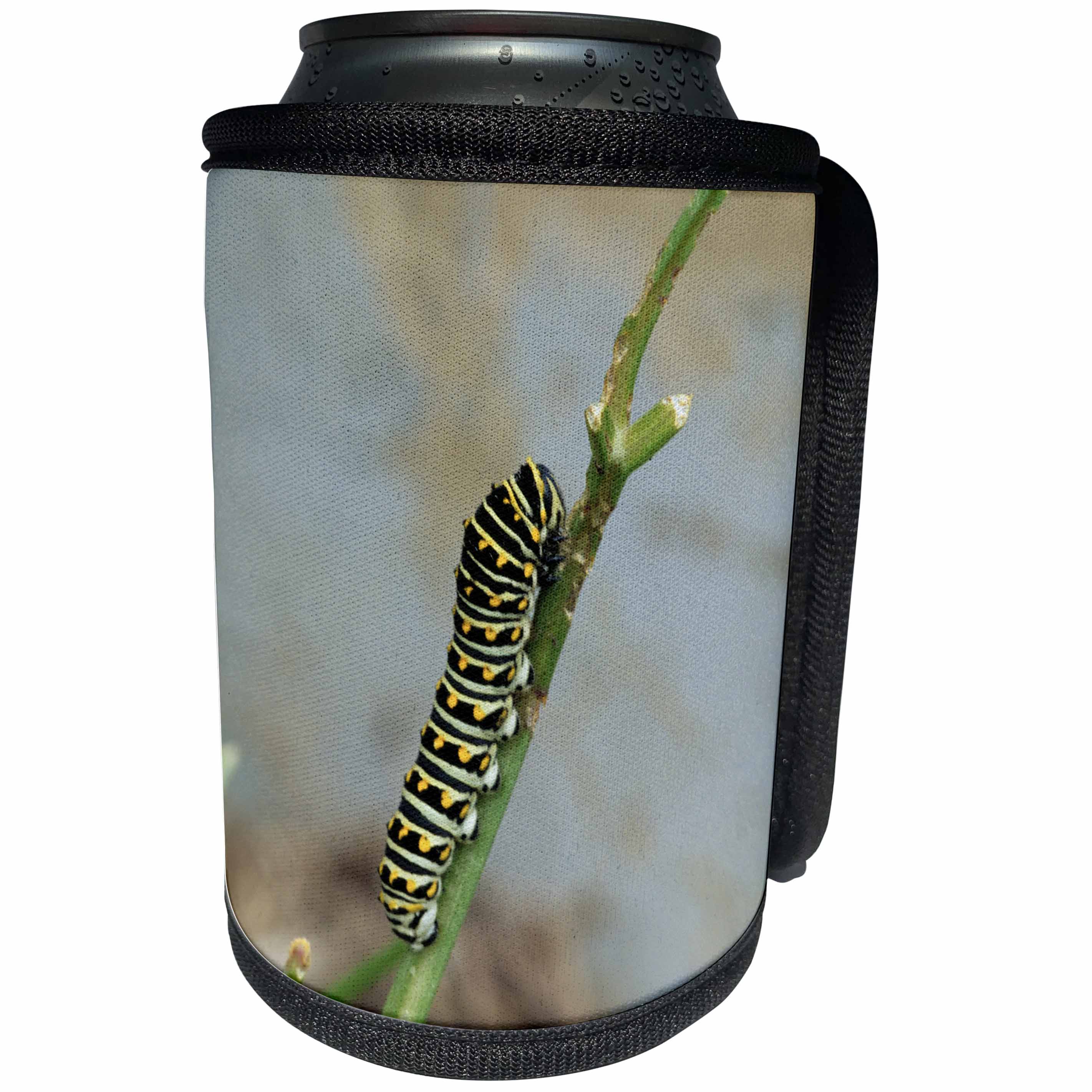 3dRose Danita Delimont - Caterpillar - Black Swallowtail larva, aka caterpillar, on parsley - Can Cooler Bottle Wrap (cc_251010)