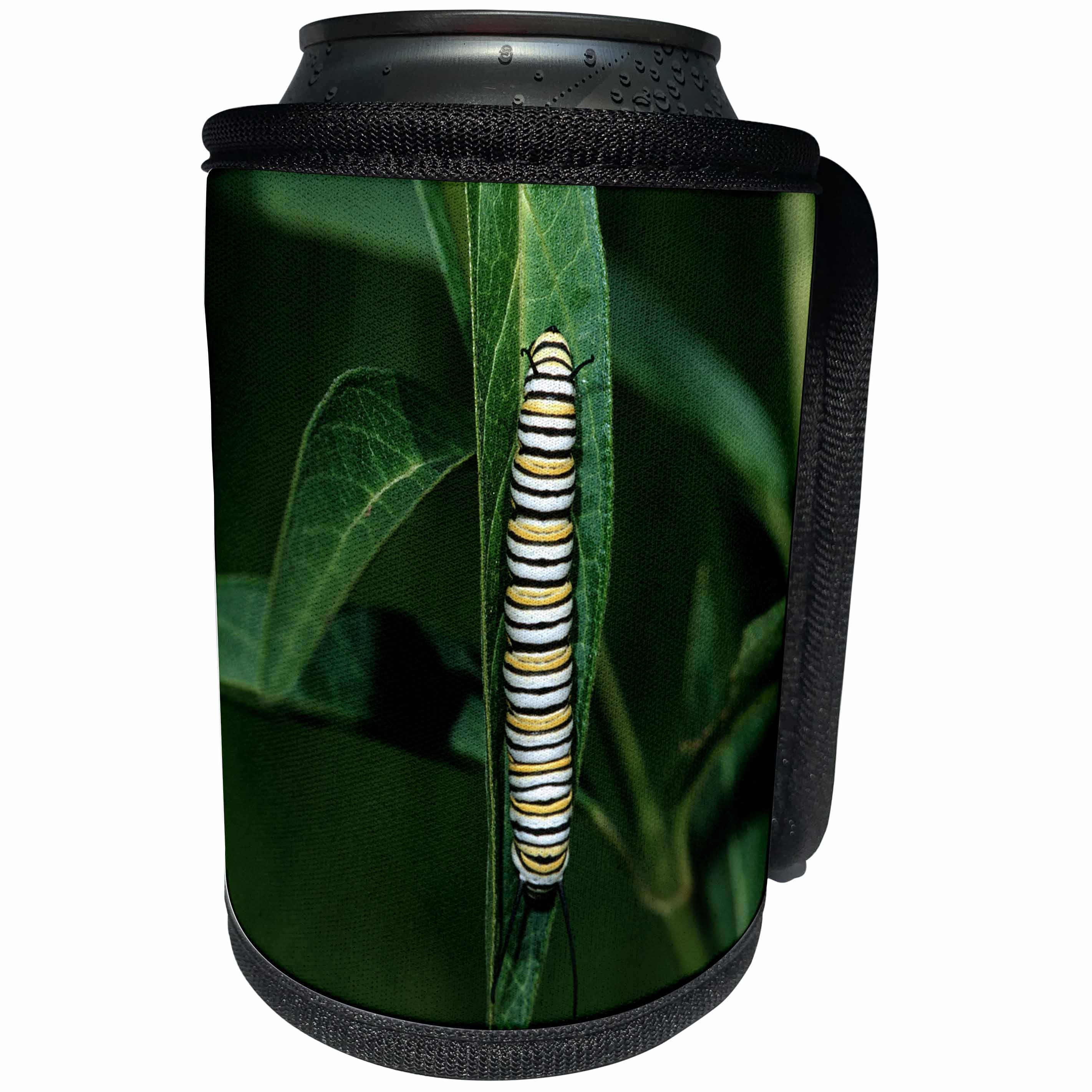 3dRose Danita Delimont - Caterpillar - Monarch caterpillar on Swamp Milkweed, Marion County, Illinois - Can Cooler Bottle Wrap (cc_251018)