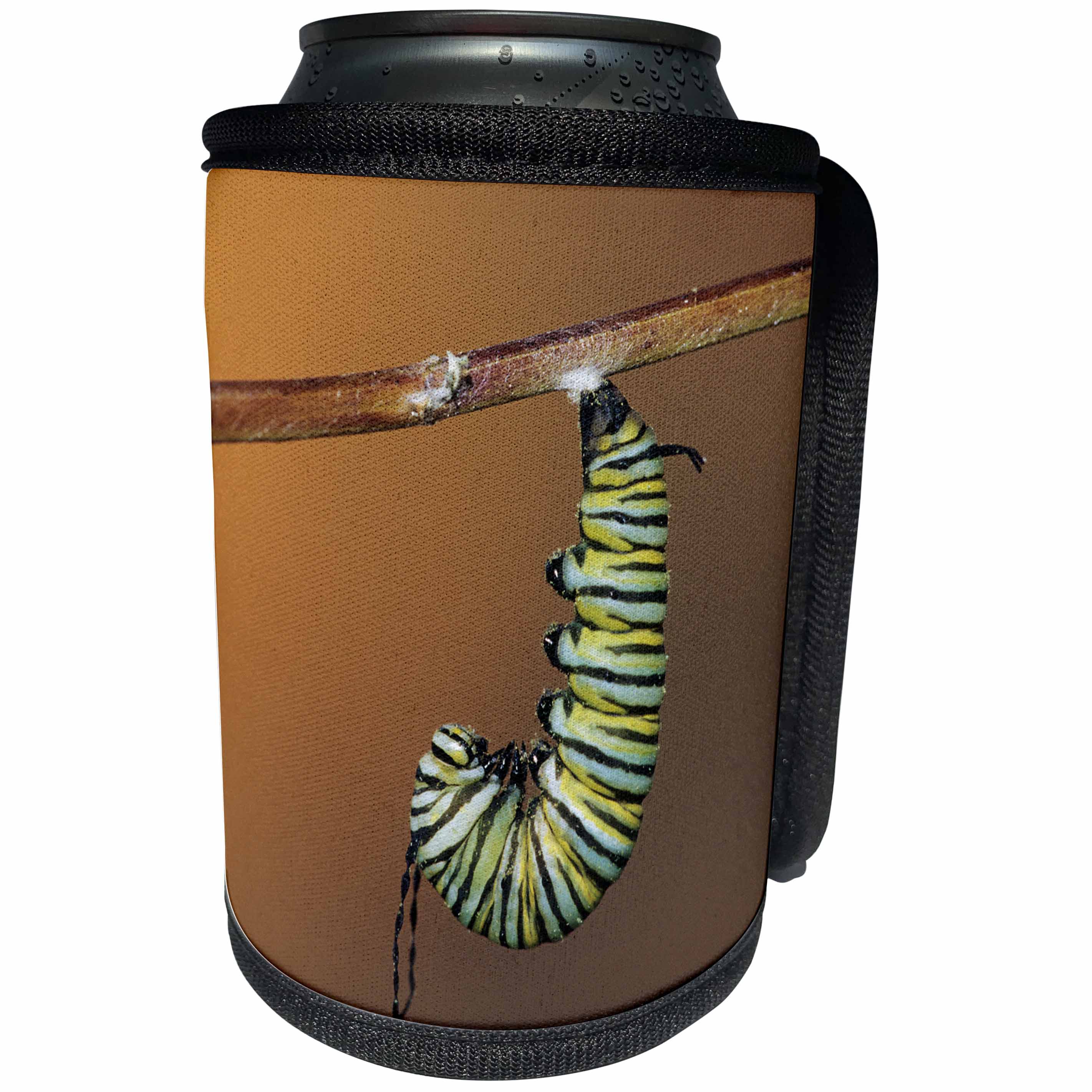 3dRose Danita Delimont - Caterpillar - Monarch larva caterpillar in prepupal curl before forming chrysalis - Can Cooler Bottle Wrap (cc_251019)
