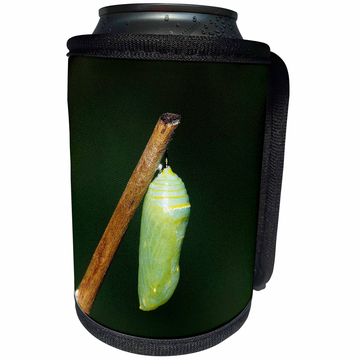 3dRose Danita Delimont - Butterfly - Monarch, Danaus Plexippus, pupa, chrysalis, Marion County, Illinois - Can Cooler Bottle Wrap (cc_251020)