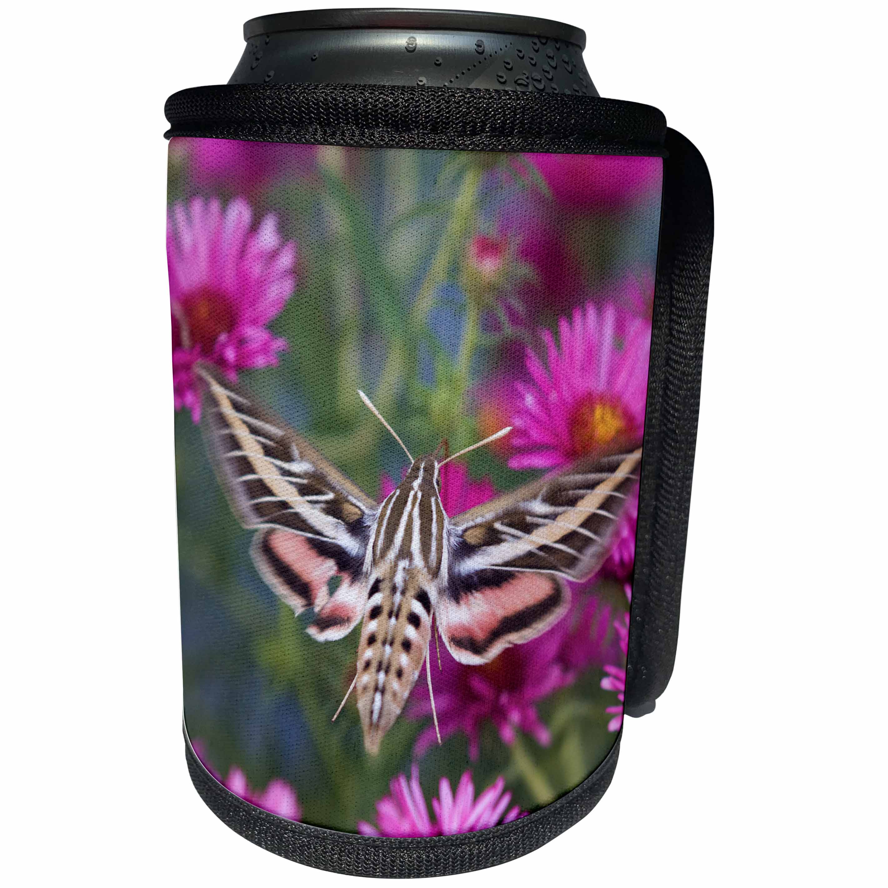 3dRose Danita Delimont - Moth - White-lined Sphinx moth on Alma Potschke Aster, Illinois - Can Cooler Bottle Wrap (cc_251024)