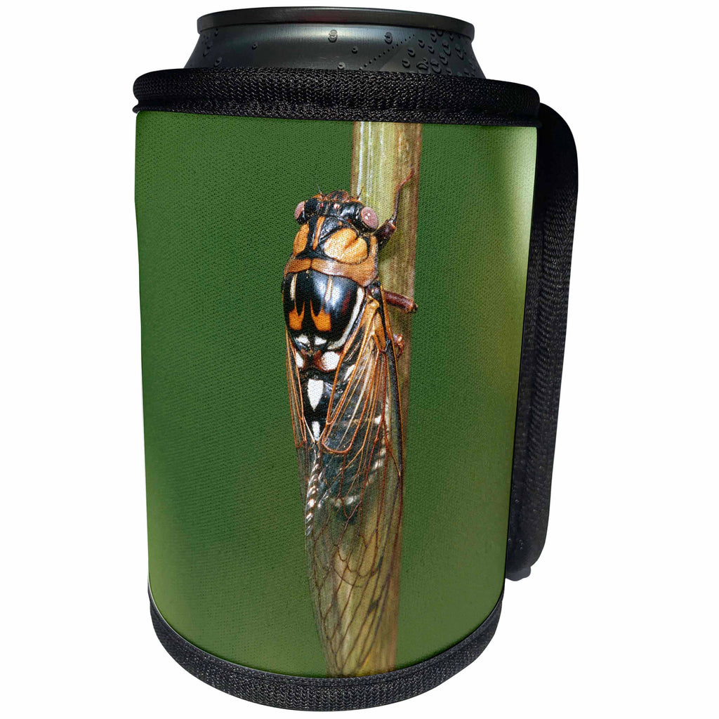 3dRose Danita Delimont - Insect - Prairie Cicada on Cup Plant, Prairie Ridge State Natural Area, IL - Can Cooler Bottle Wrap (cc_251025)