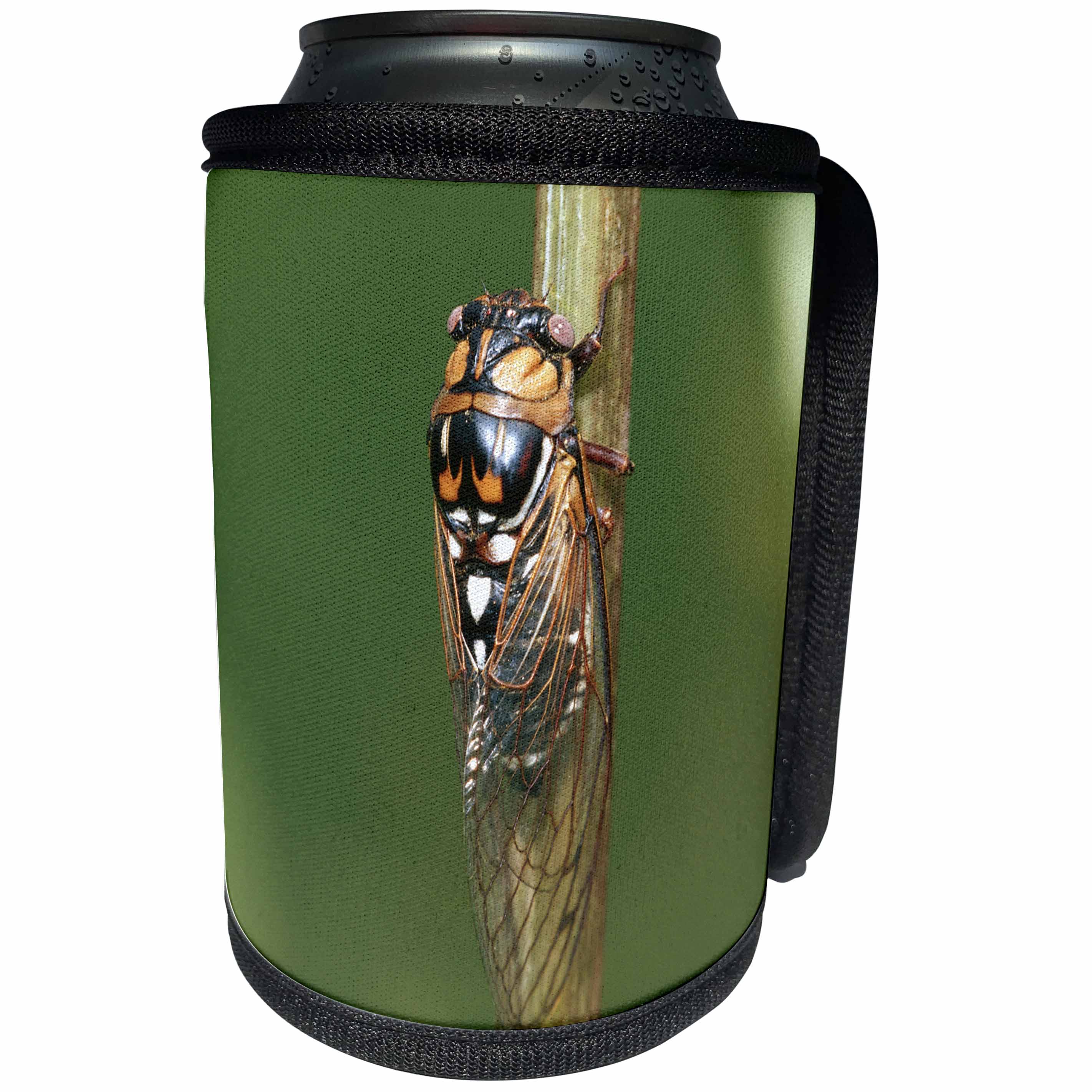 3dRose Danita Delimont - Insect - Prairie Cicada on Cup Plant, Prairie Ridge State Natural Area, IL - Can Cooler Bottle Wrap (cc_251025)