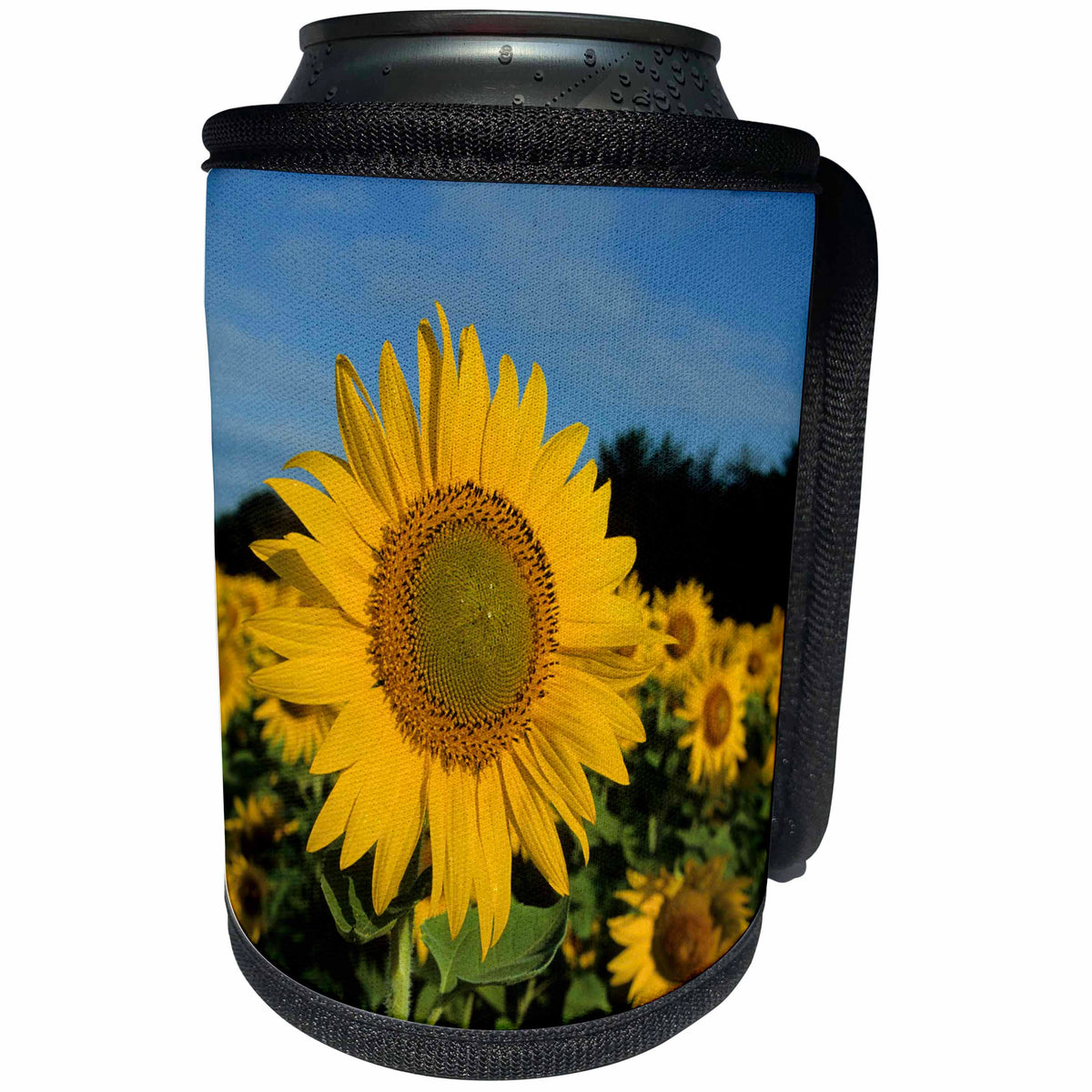 3dRose Danita Delimont - Sunflower - Common Sunflowers, Helianthus annus, Illinois - Can Cooler Bottle Wrap (cc_251027)
