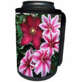3dRose Danita Delimont - Clematis - Carnaby and Niobe Clematis on trellis, Marion County, Illinois - Can Cooler Bottle Wrap (cc_251033)