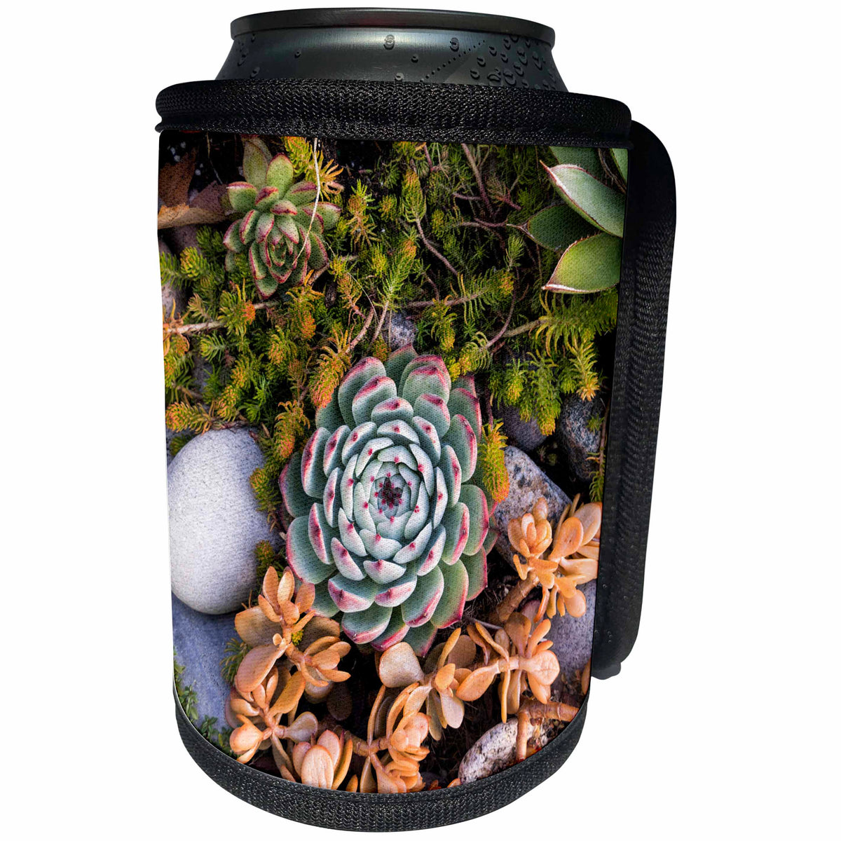 3dRose Danita Delimont - Gloucester - Massachusetts, Cape Ann, Gloucester, fall plantings, succulents - Can Cooler Bottle Wrap (cc_251152)