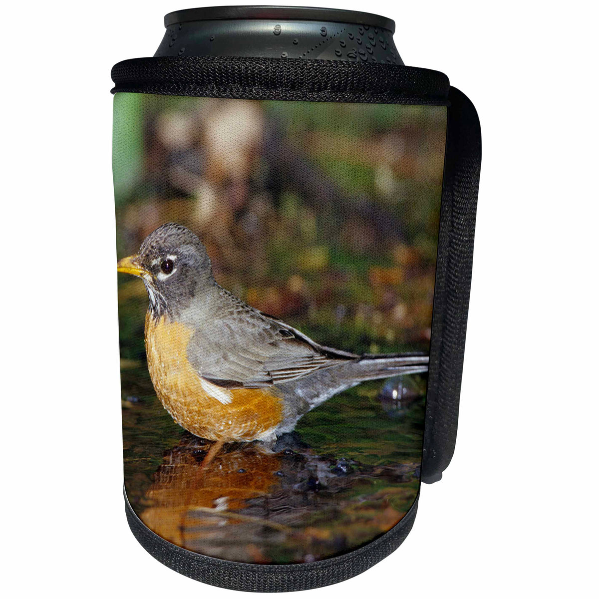 3dRose Danita Delimont - Robin - American Robin bathing, Tower Grove Park, St. Louis MO - Can Cooler Bottle Wrap (cc_251178)