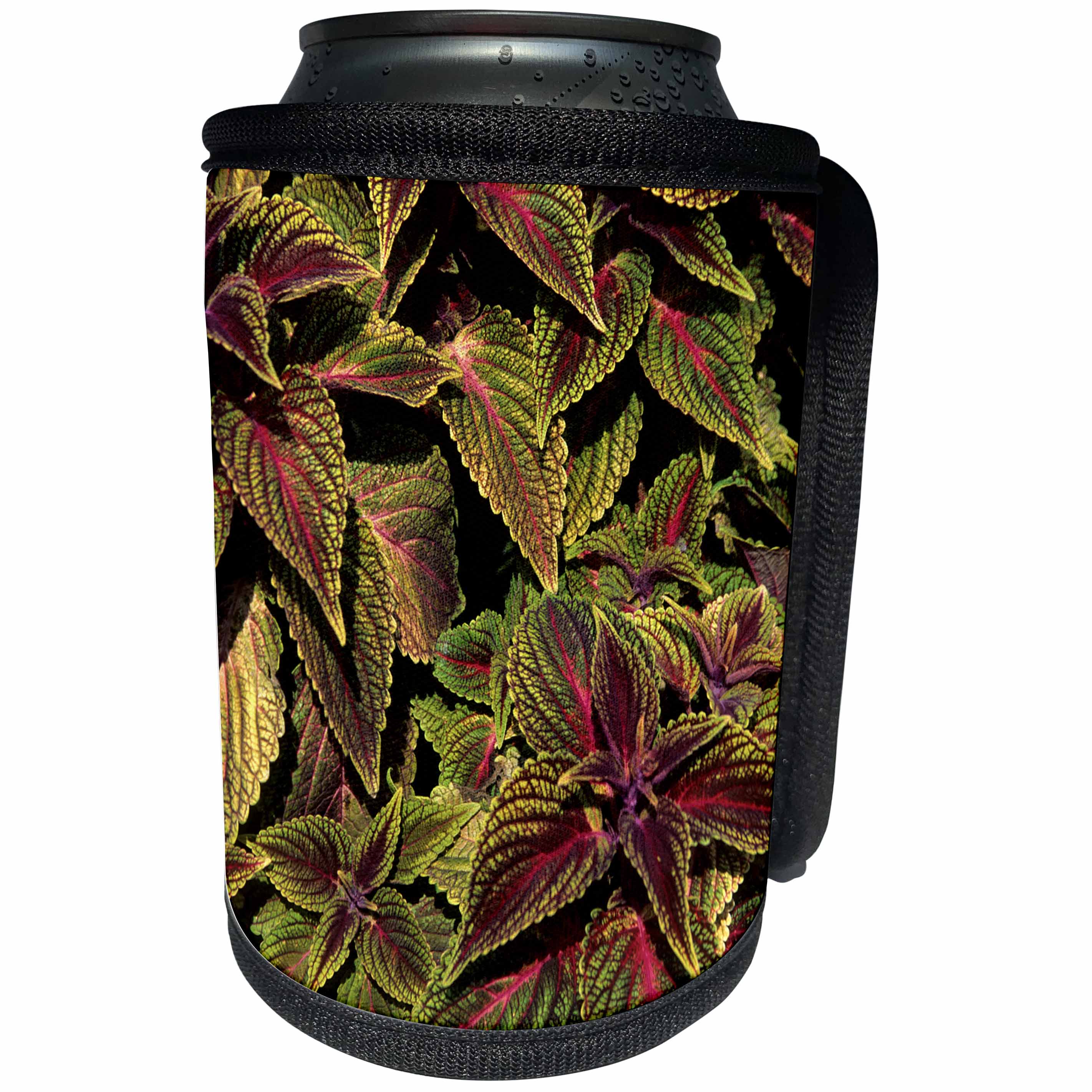 3dRose Danita Delimont - Missouri - Mr. Wonderful Coleus plant, Solenostemon scutellariodes, Missouri - Can Cooler Bottle Wrap (cc_251180)