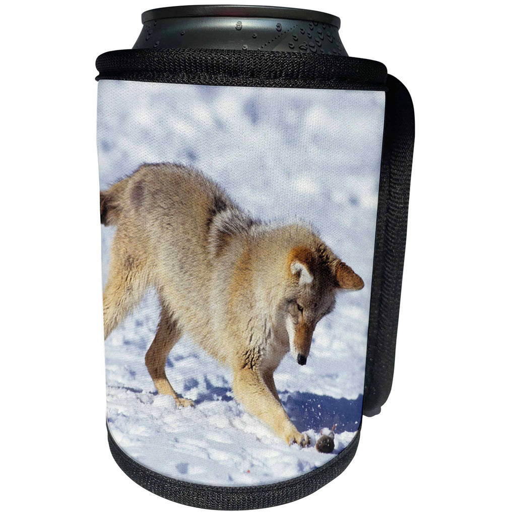 3dRose Danita Delimont - Coyote - Captive Coyote in winter snow, playing with mouse, Montana - Can Cooler Bottle Wrap (cc_251183)