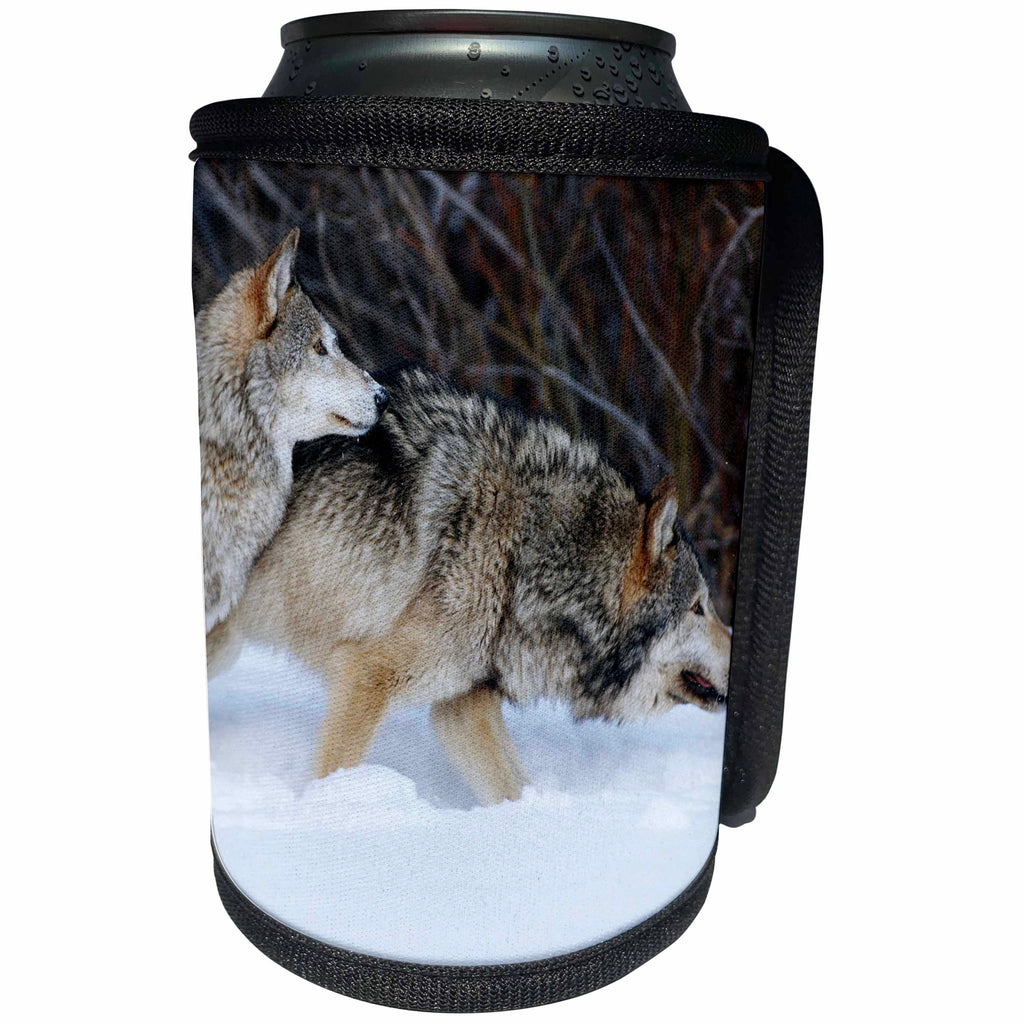3dRose Danita Delimont - Wolf - Captive Gray Wolves running in snow in winter, Montana - Can Cooler Bottle Wrap (cc_251184)