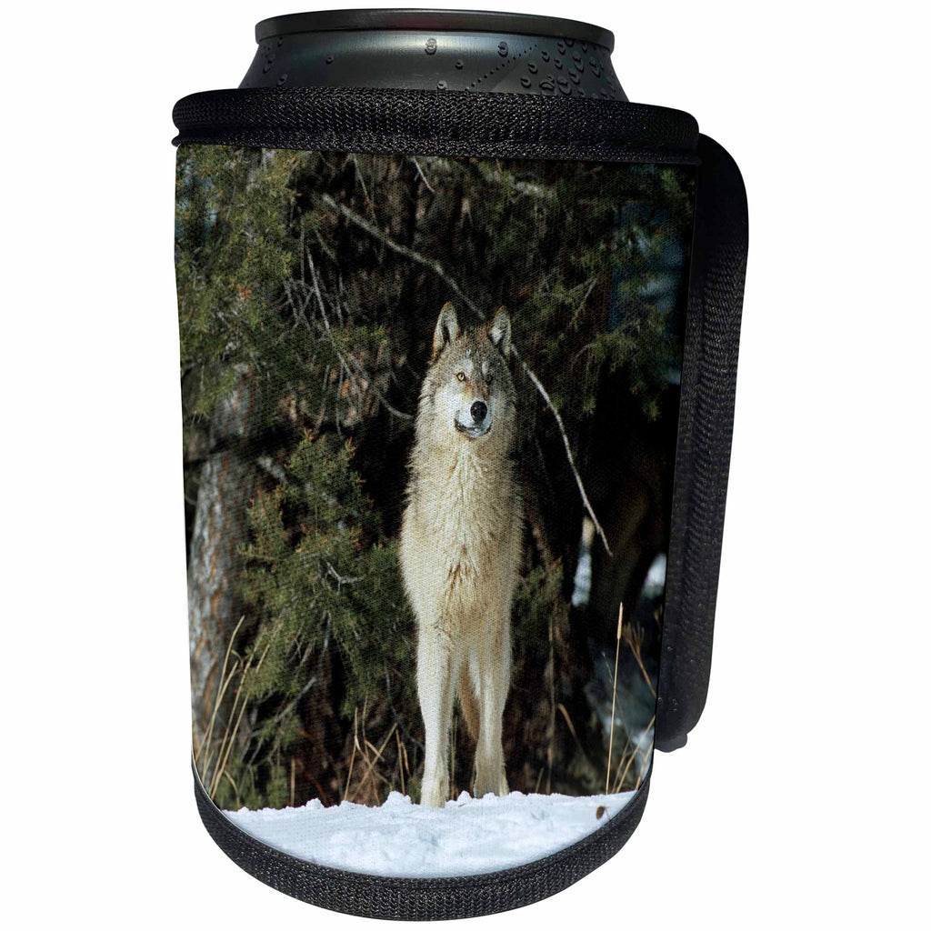 3dRose Danita Delimont - Wolf - Captive Gray Wolf in winter looking out through trees, Montana - Can Cooler Bottle Wrap (cc_251185)
